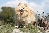 SPITZ ALLEMAND 291